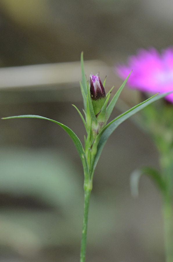 Diantus dei Lagorai  - Dianthus seguieri